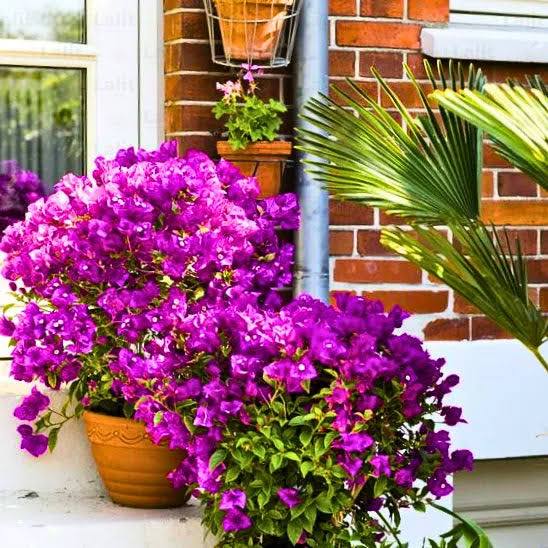 Isoissa saviruukuissa violettia bougainvilleaa eli ihmeköynnöstä.
