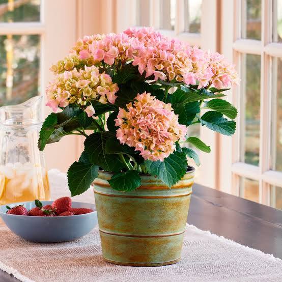 Pöydällä kaunis kellertävä ruukku, jossa persikan värinen hortensia. Vieressä astia täynnä mansikoita.