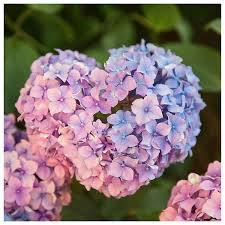 Sydämenmuotoinen hennon vaaleanpunainen hortensia Pink Dream.