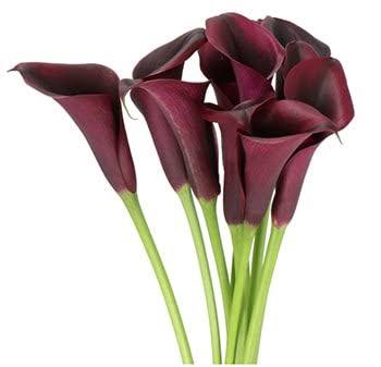 Dark purple kalloja 7 kpl.