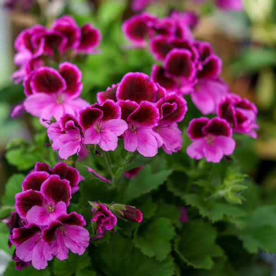 Pinkinväriset jalopelargoniat. Pelargonian hoito tarvitsee myös kuivien kukkien nyppimistä.