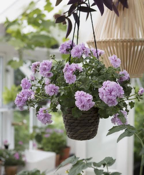 Liilanvärinen riippupelargonia. Pelargonian hoito tarvitsee aurinkoa, janojuomaa ja nyppimistä.