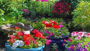 Kaikenvärisiä pelargonioita puutarhassa. Pelargonian hoito vaatii lähes päivittäistä siistimistä, jos haluat pitää timmissä kunnosa.