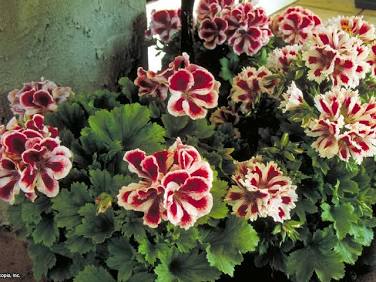 Puna-valkoinen jalopelargonia. Pelargonian hoito on vettä, valoa ja nyppimistä.