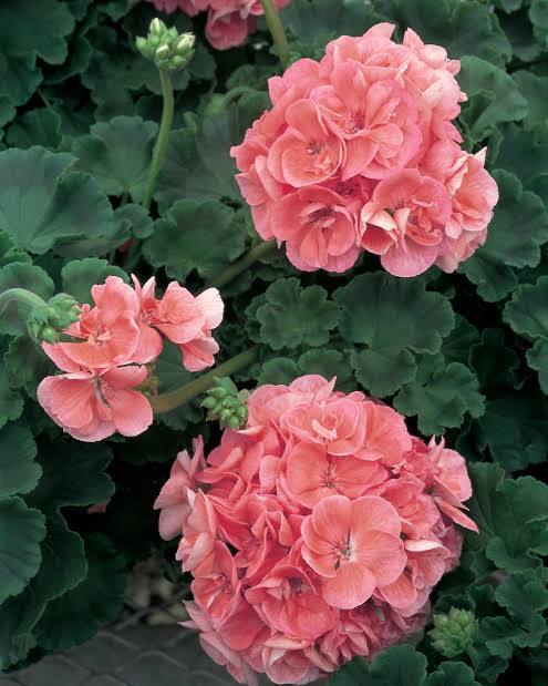 Pelargonian hoito on helppoa. Tässä pastellin persikan värinen kotipelargonia. 