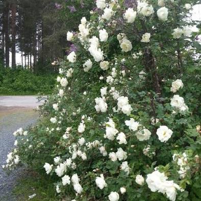 Suuri juhannusruusupensas. Takana metsä- vesialue.