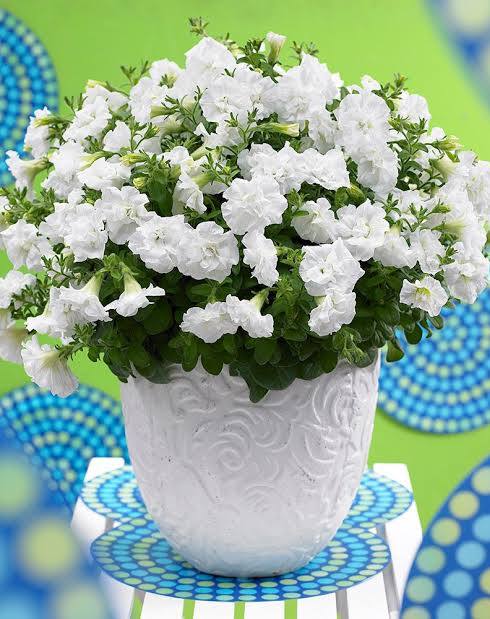 Valkoinen kerrottu petunia valkoisessa ruukussa.