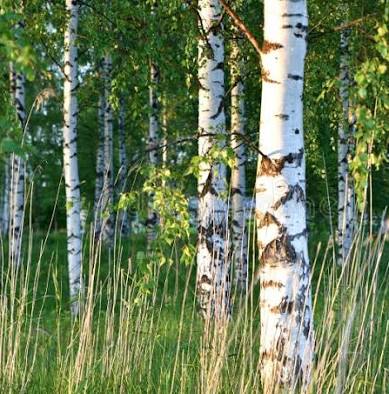Suomalainen koivumetsä.