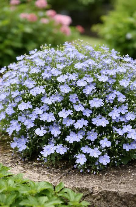 Vaaleansininen pystylobelia pihamaalla.