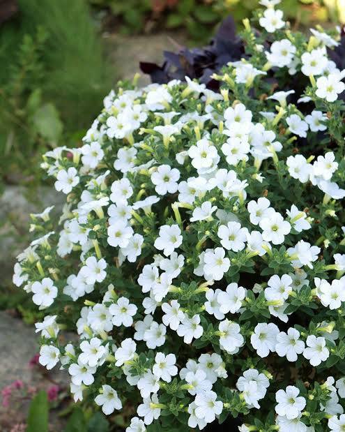 Valkoinen klassikko petunia.