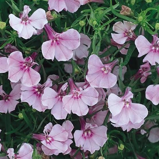 Liilanvärinen riviera lilac lobelia.