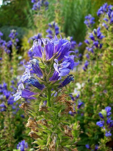 Perennaslobelia sinilobelia, jolla kukat korkean varren ympärillä. Vihreää niittyä takana.