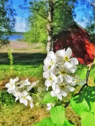 Tuomi kukkii. Takana koivumetsää ja järvi. Kaunis maisema.