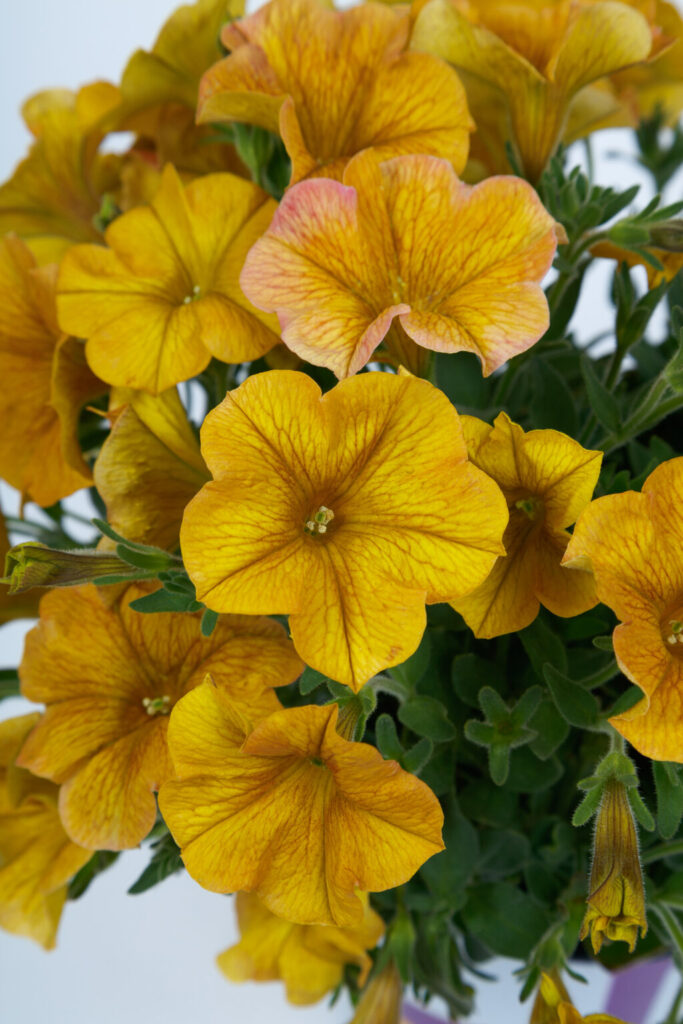 Auringonkeltainen petunia-amppeli.