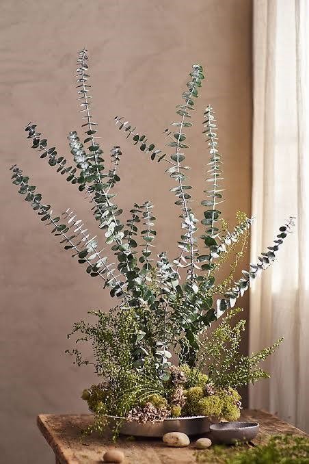 Kuvissa  suosituimmat eucalyptus-leikkovihreät: hopeaeucalyptus, populus ja baby blue joka on valkoisessa maljakossa. Kannattaa käyttää, kun tullut on kuivakukkien paluu.