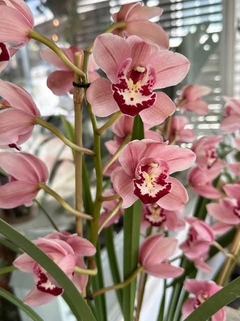Roosan värisen kymbidin (Cymbidium) eli venheenorkidean kukkia. Varren molemmin puolin väh. 10 suurta kukkaa. Kestää maljakossa jopa 4 vkoa. Upea lahja morsiusparille.