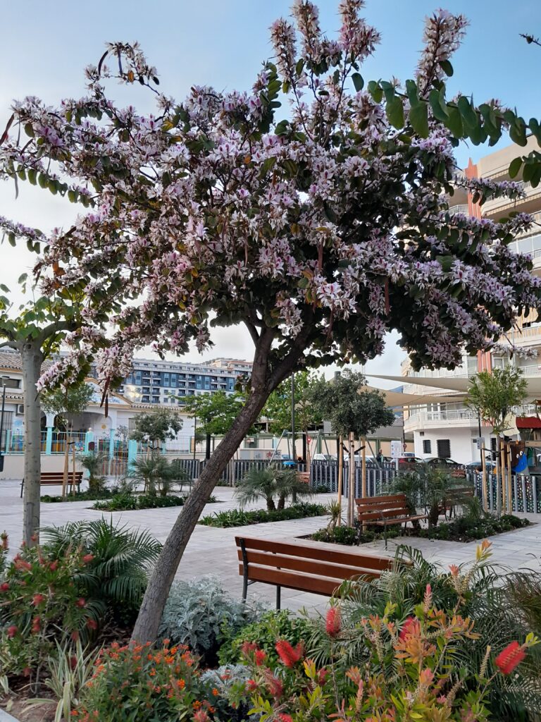 Keväinen kuva Los Bolichesin Andalucia-puistosta, jota upeat vaaleanpuna-liilat jakaranda-puut (Jacaranda mimosifolia) komistavat