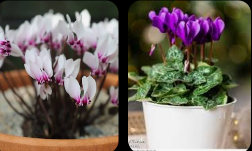Valkoinen ja liila-violetti syklaami omissa ruukuissaan.